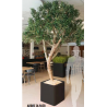 ARBRE OLIVIER